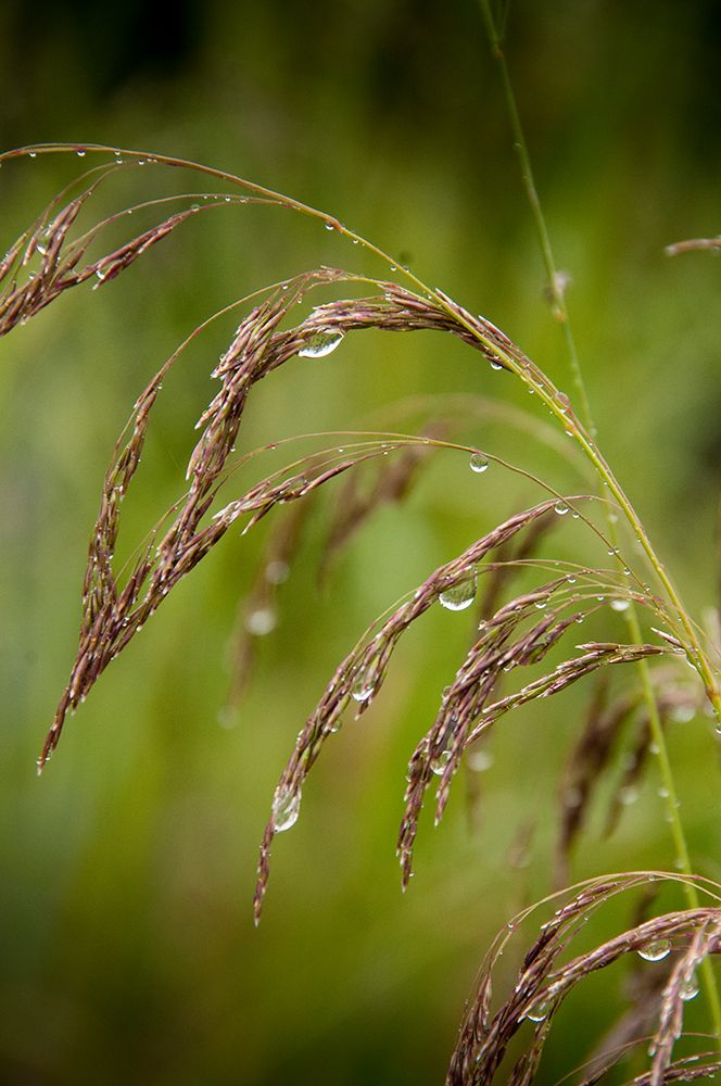 Rain drops glisten on this weed in spring
